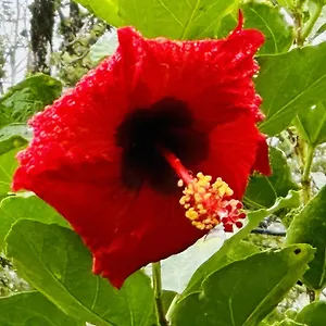 https://kope-hale2-farm-house-between-hilo-volcano-park.hotelsinhawaii.org